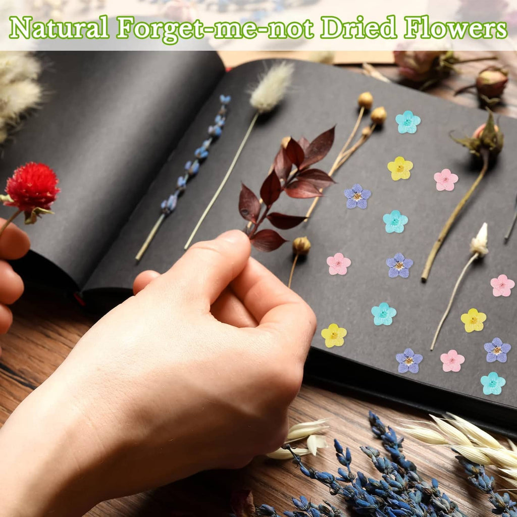 Pressed forget-me-not dried flowers with stems and petals in assorted colors