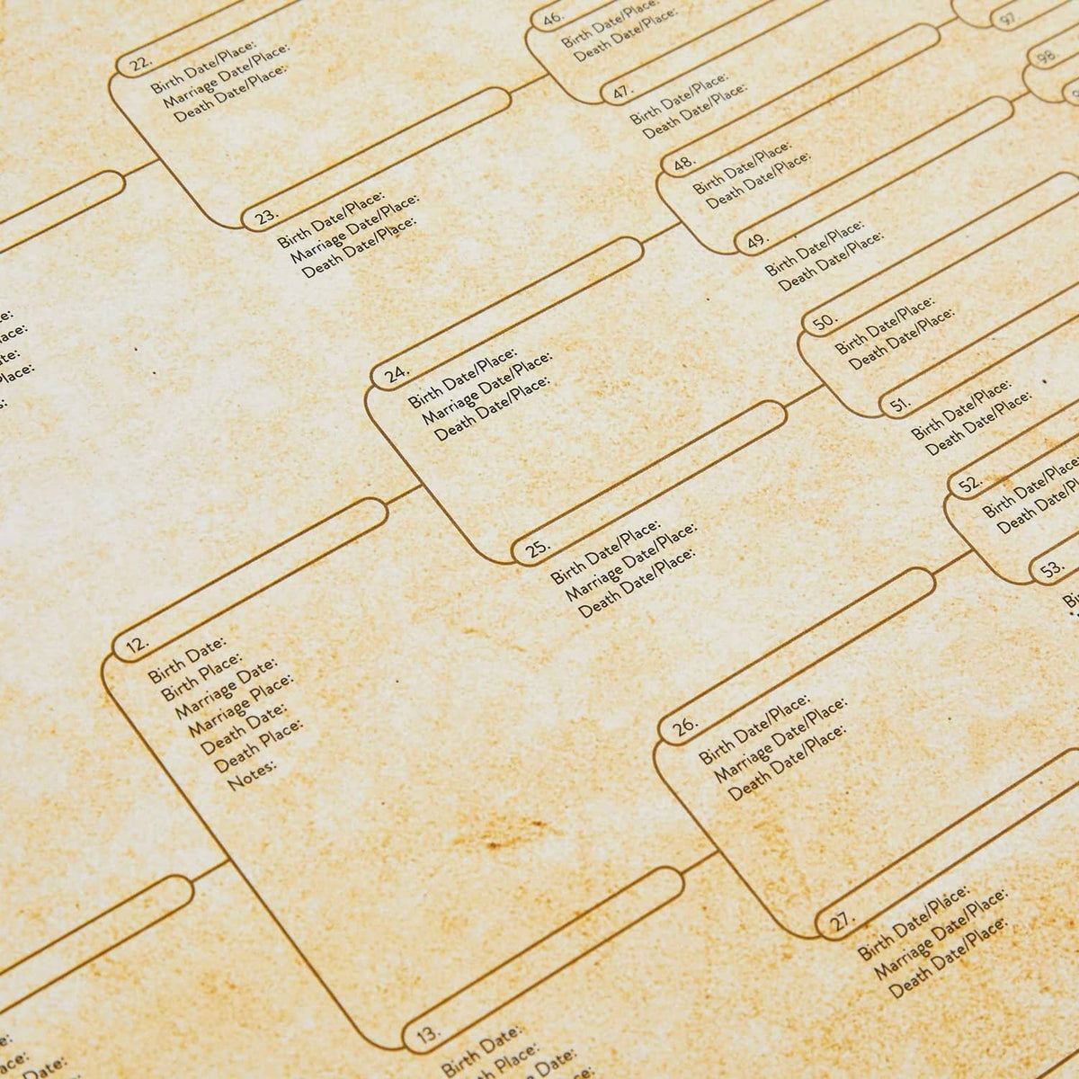 Off-white pedigree chart close-up with branching lines and blank birth/death fields