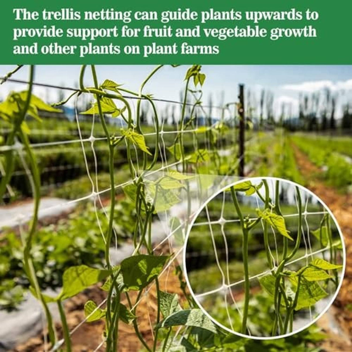White trellis netting guiding green vine plants upward in a garden row