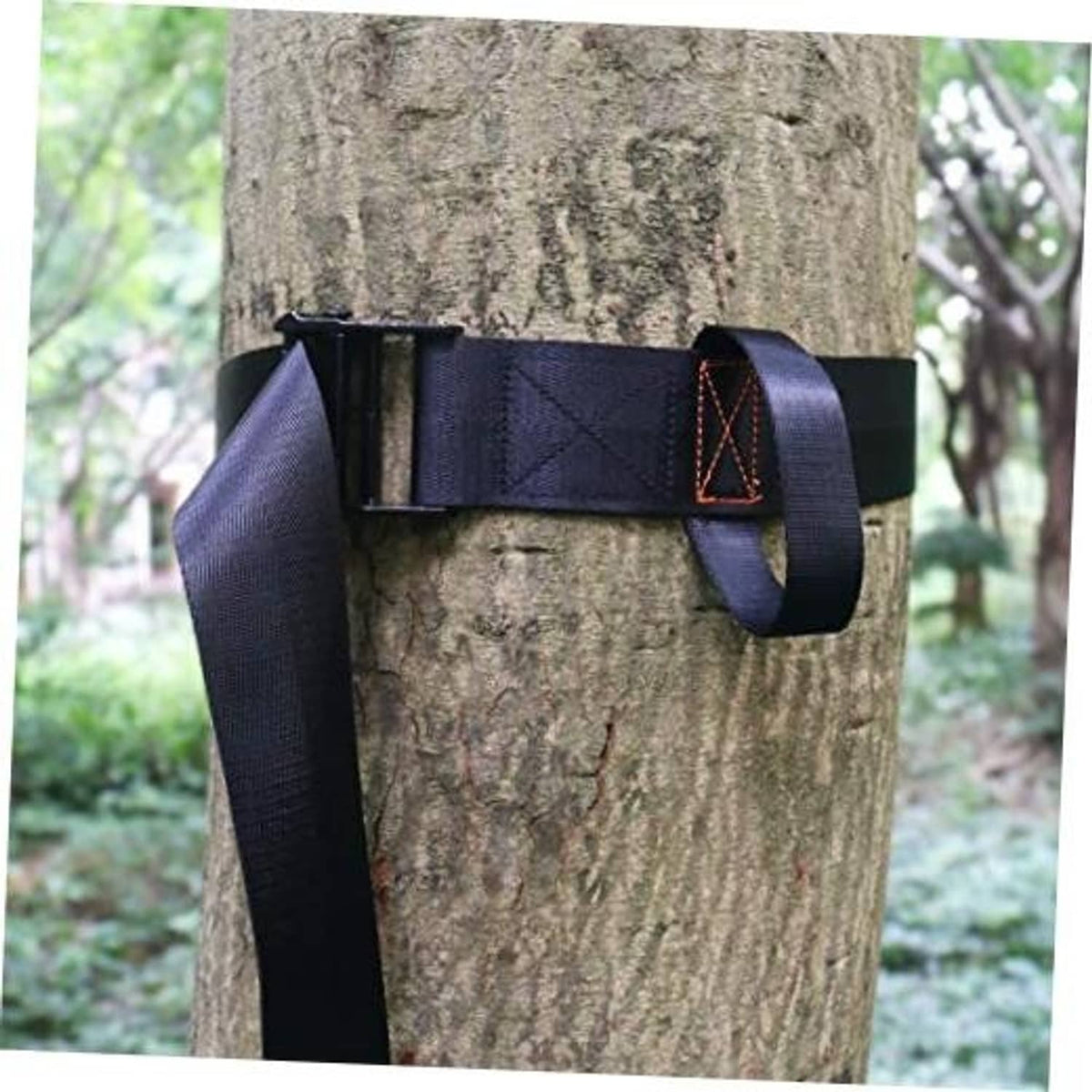 Navy nylon tree strap with buckle and tie loop, secured around a tree trunk