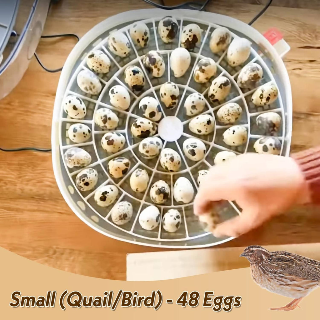 White radial grid egg tray holding speckled quail and bird eggs