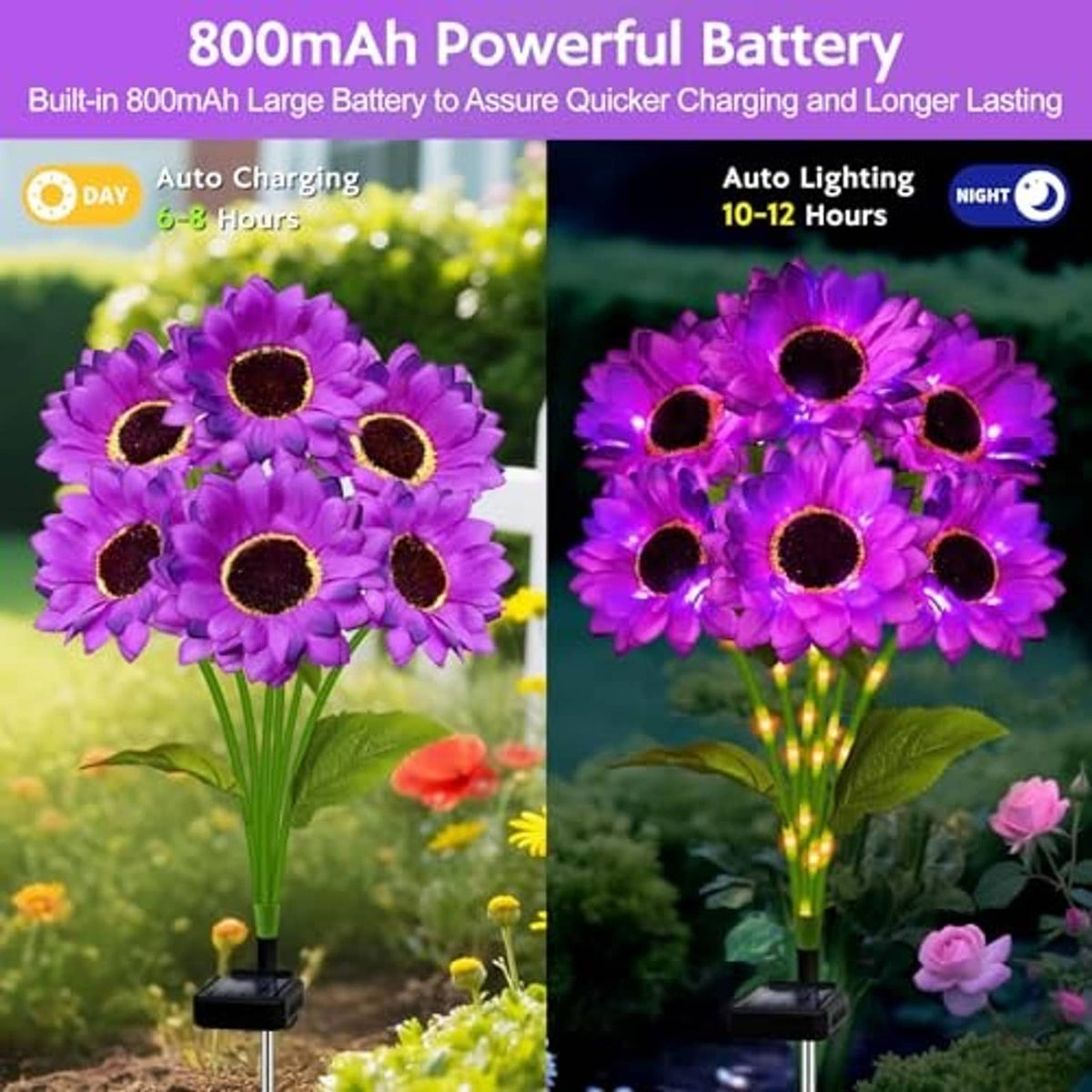 Purple sunflower solar lights with black base shown lit up in outdoor garden scenes.