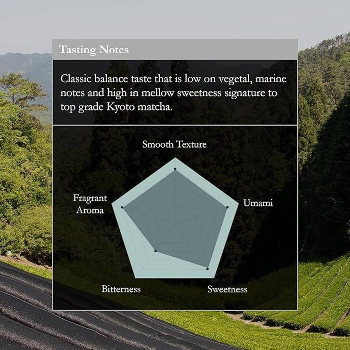Green tea leaves and matcha field with tasting notes infographic