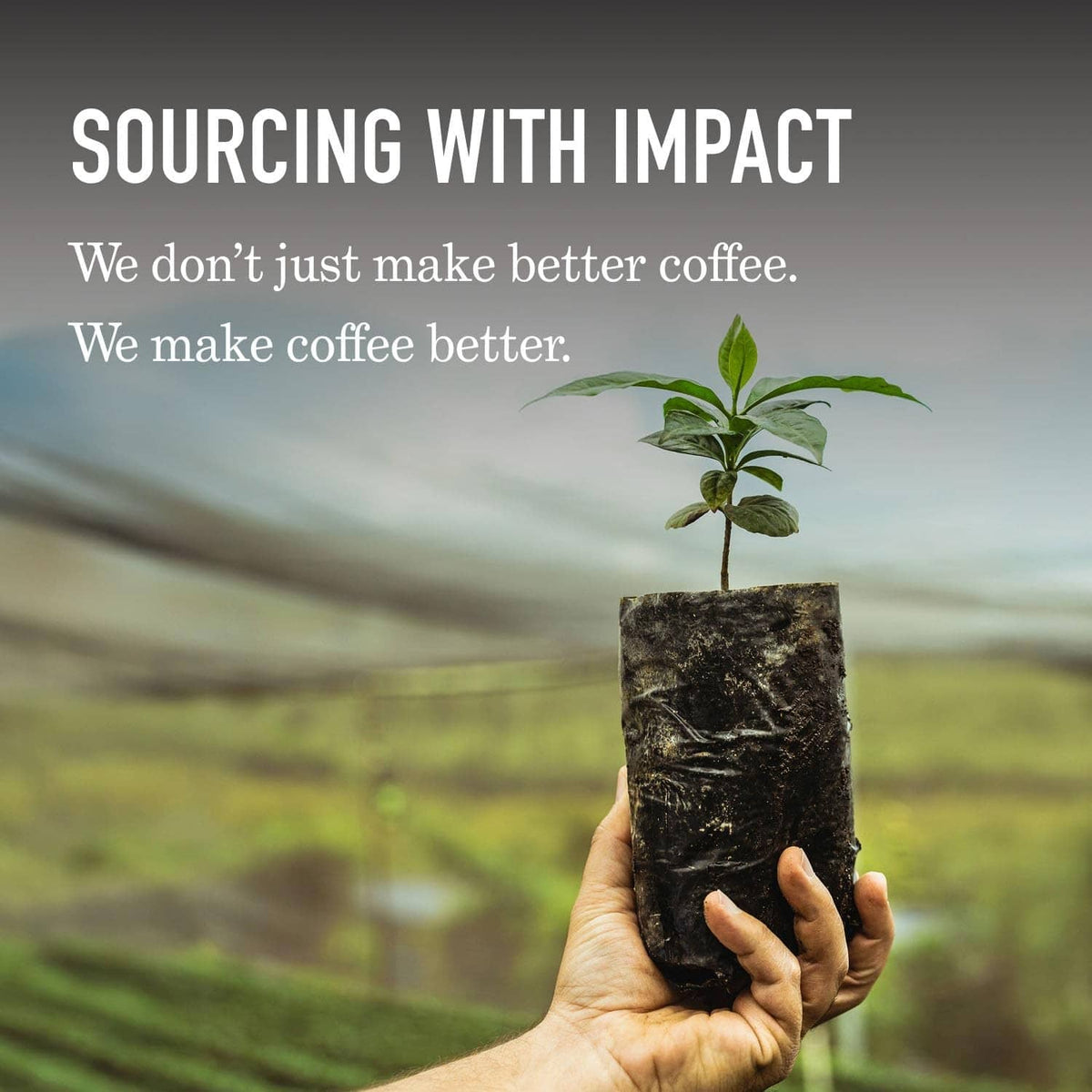 Hand holding a soil block with a small seedling, for coffee sourcing with impact