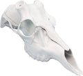 White 3D skull with antlers, universal mounting model for display