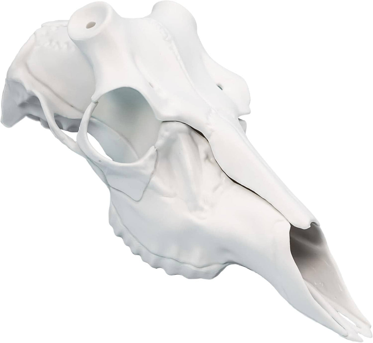 White 3D skull with antlers, universal mounting model for display