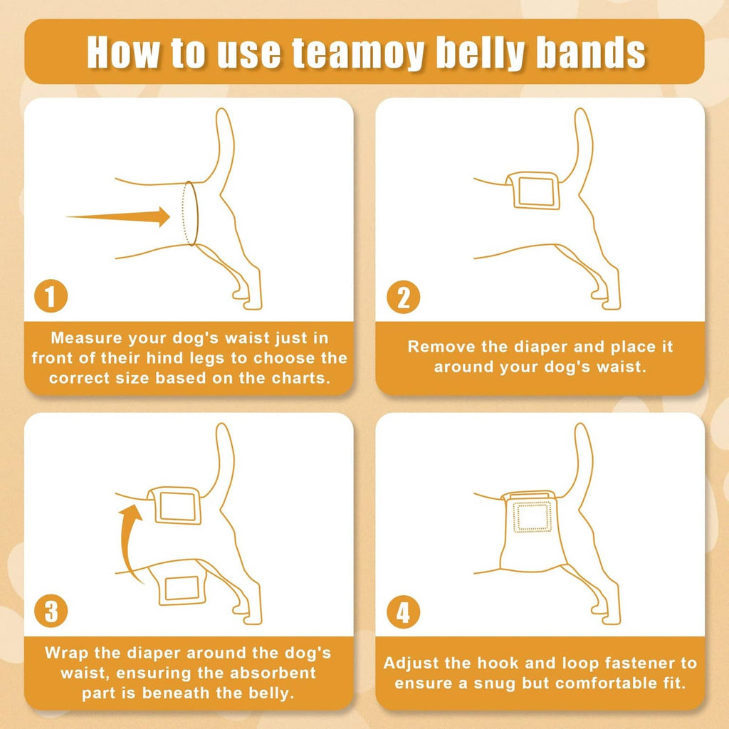 Reusable male dog belly band wrapped around the waist with hook-and-loop closure