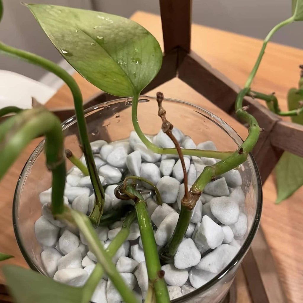 Glass container with white perlite bedding for potted plants, stems visible