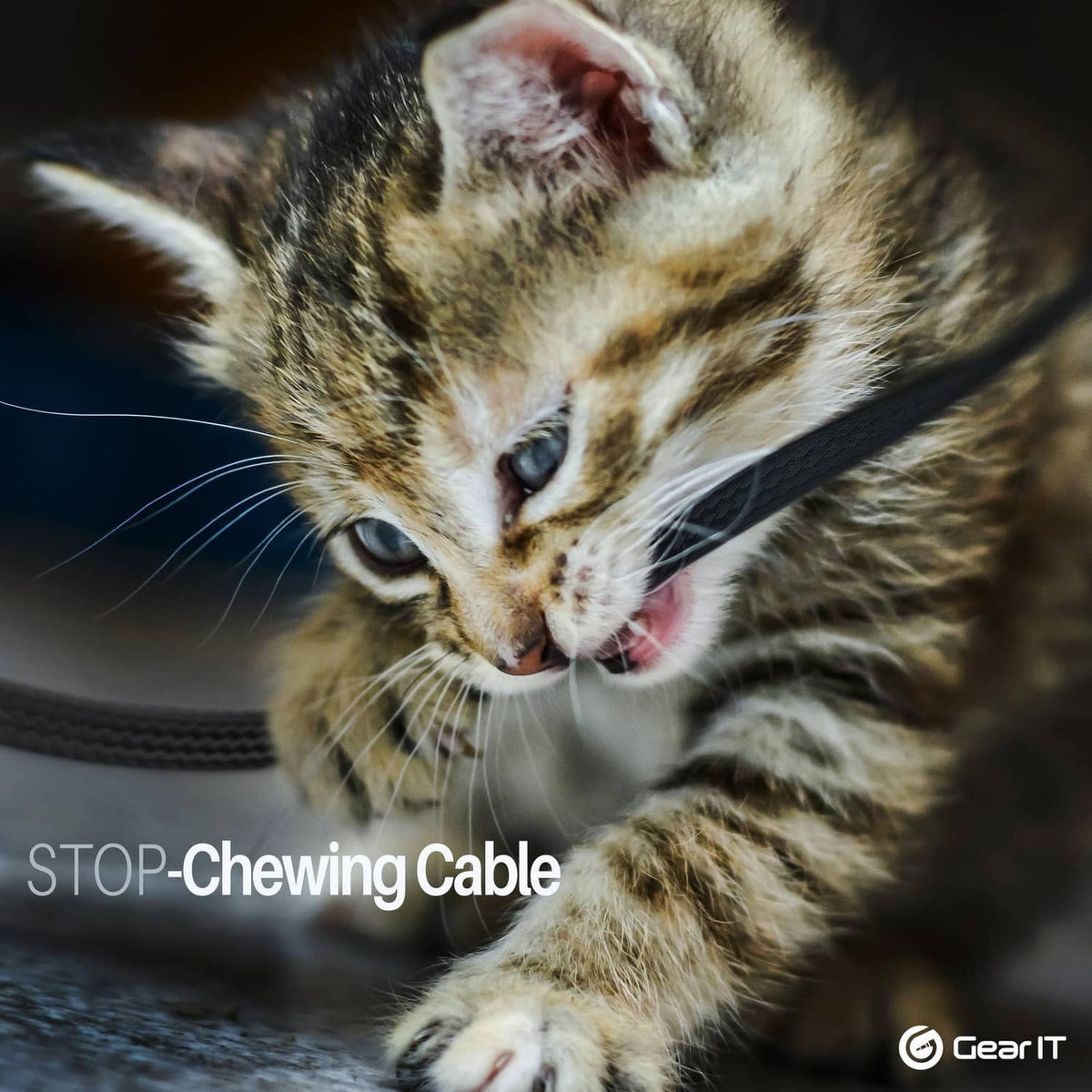 Black stop-chewing cable sleeve with a tabby kitten near the braided cover