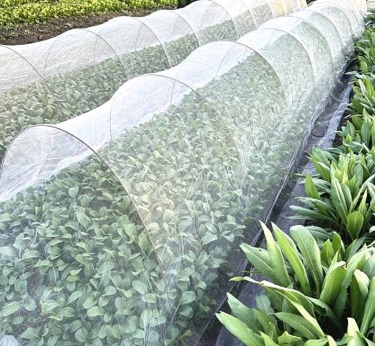 Tunnel of translucent fine mesh netting covering dense leafy garden rows