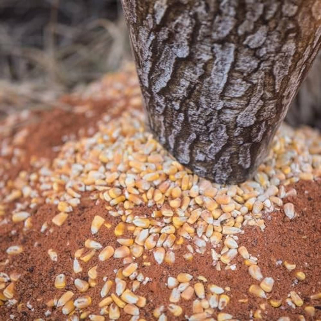 Trickle of corn feed on the ground beneath a camo bag