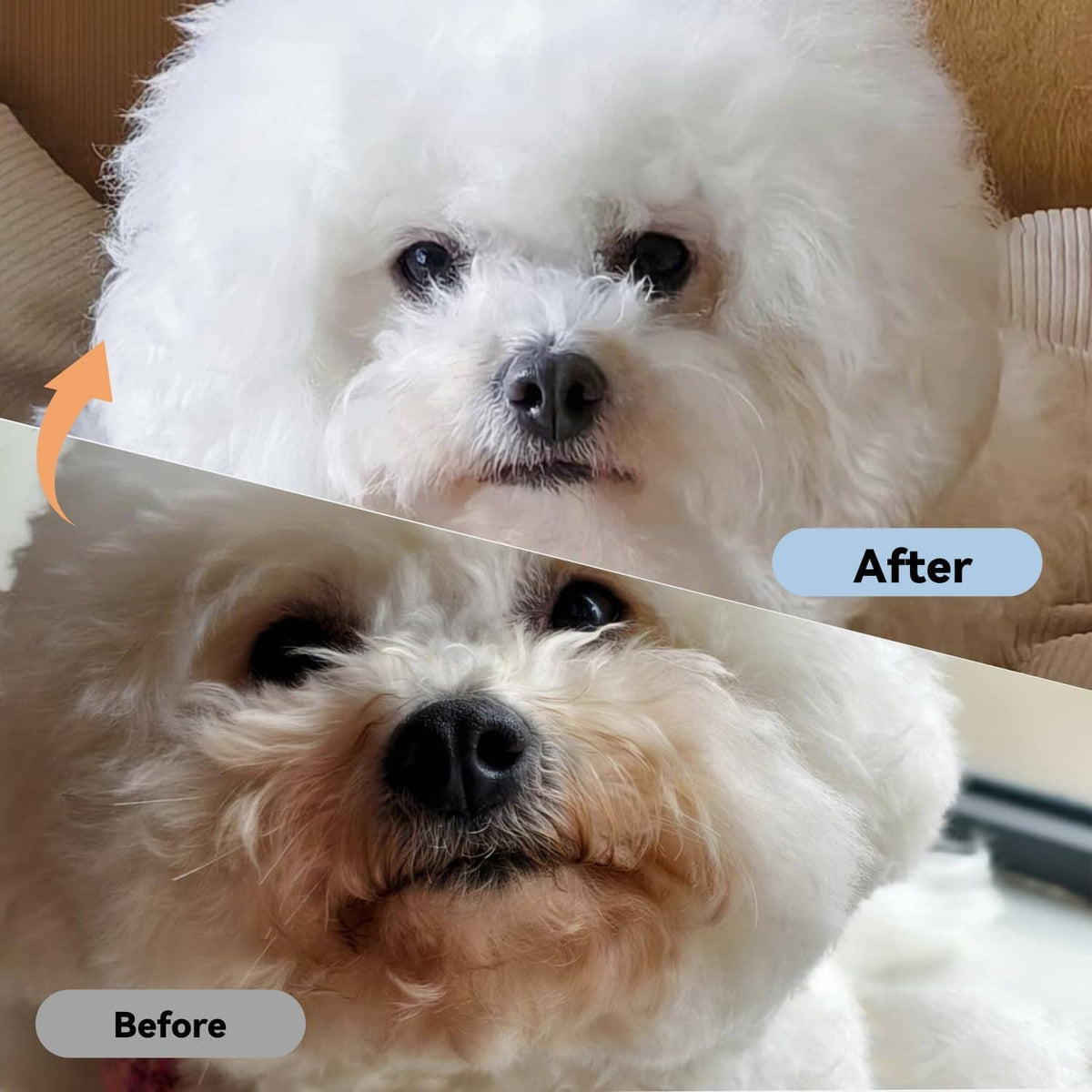 Pet eye comb in use on white dogs, showing before-and-after grooming results