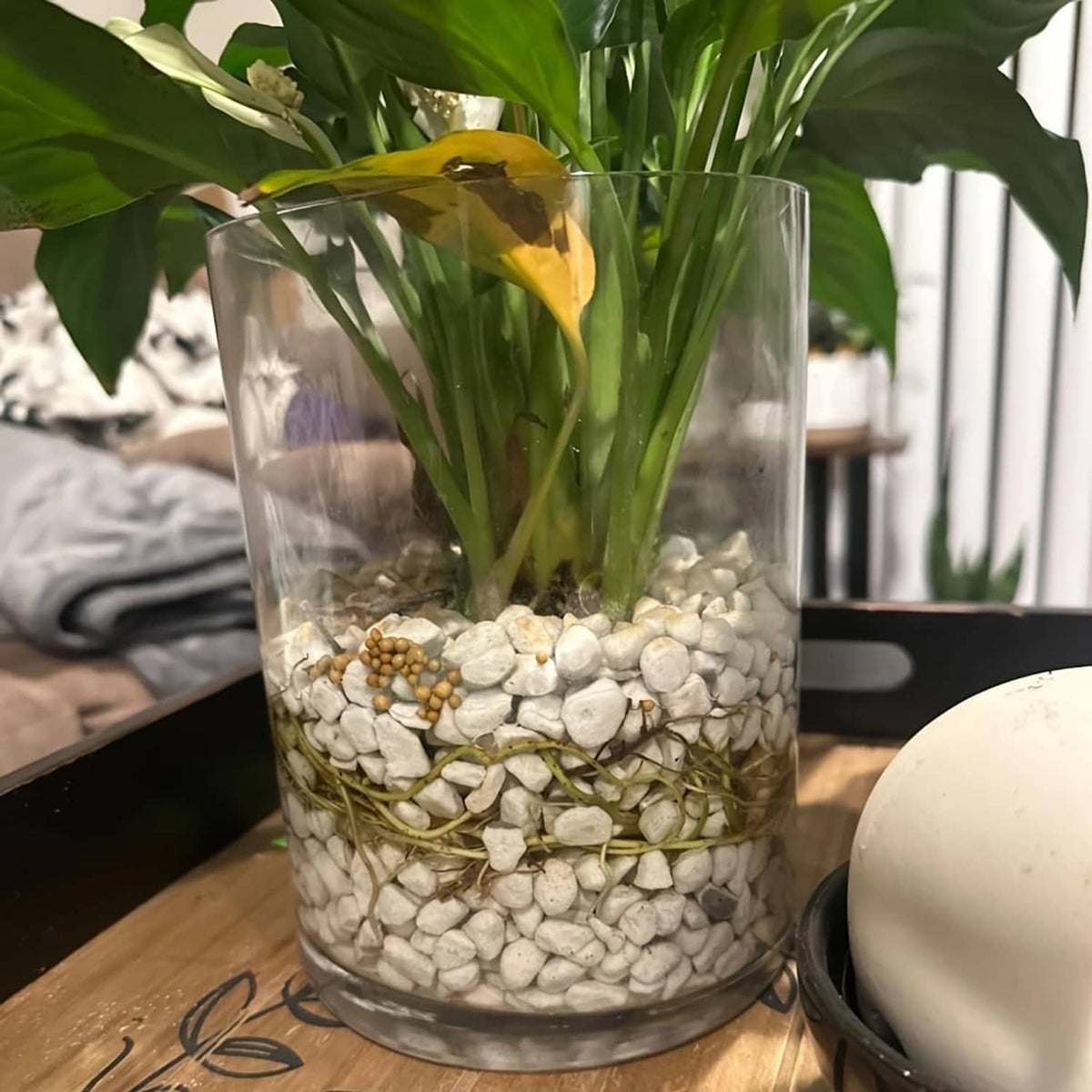 Glass plant pot filled with white perlite and small pebbles at the base