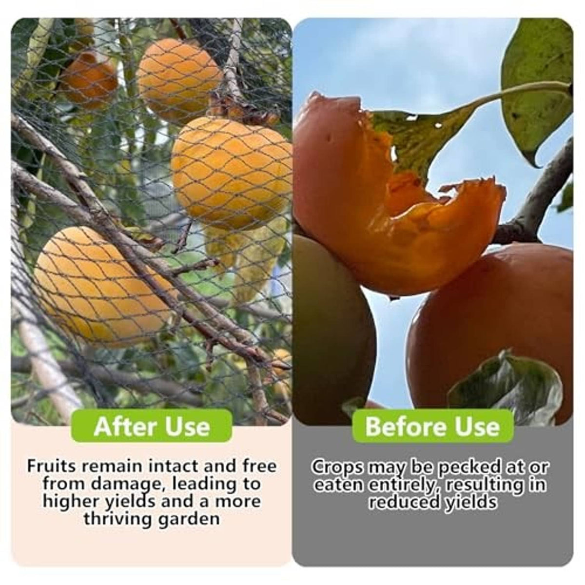 Bird netting protecting orange fruit on branches, diamond mesh enclosure