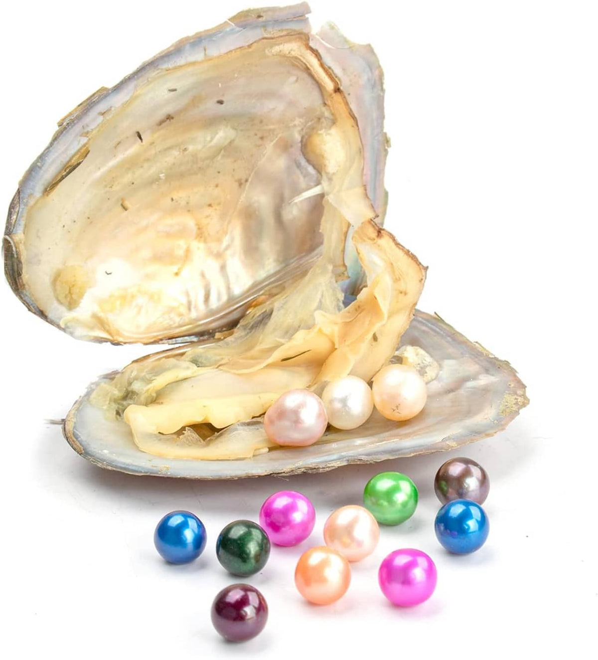 Open oyster shell with cream pearls and multicolor round beads on display