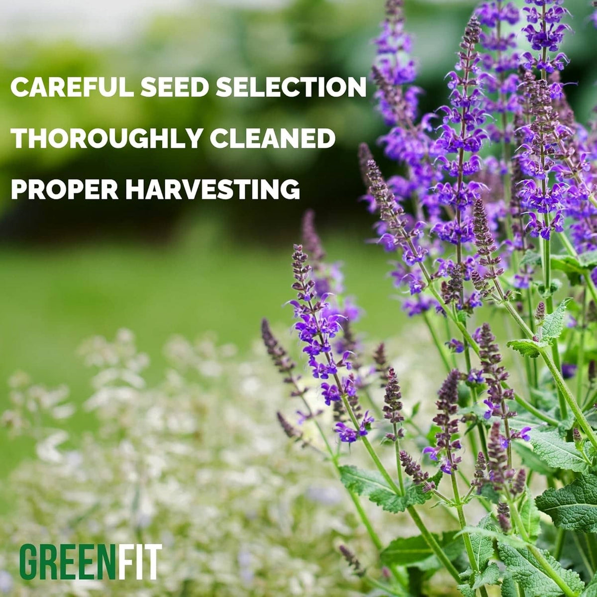 Purple chia plant flowers with green leaves