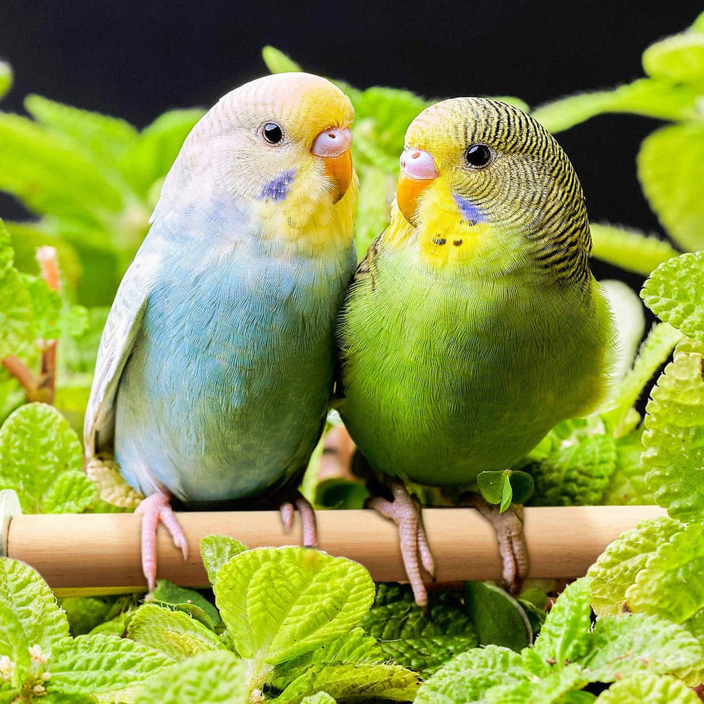 Two parakeets perched on a natural wood dowel with green leaves
