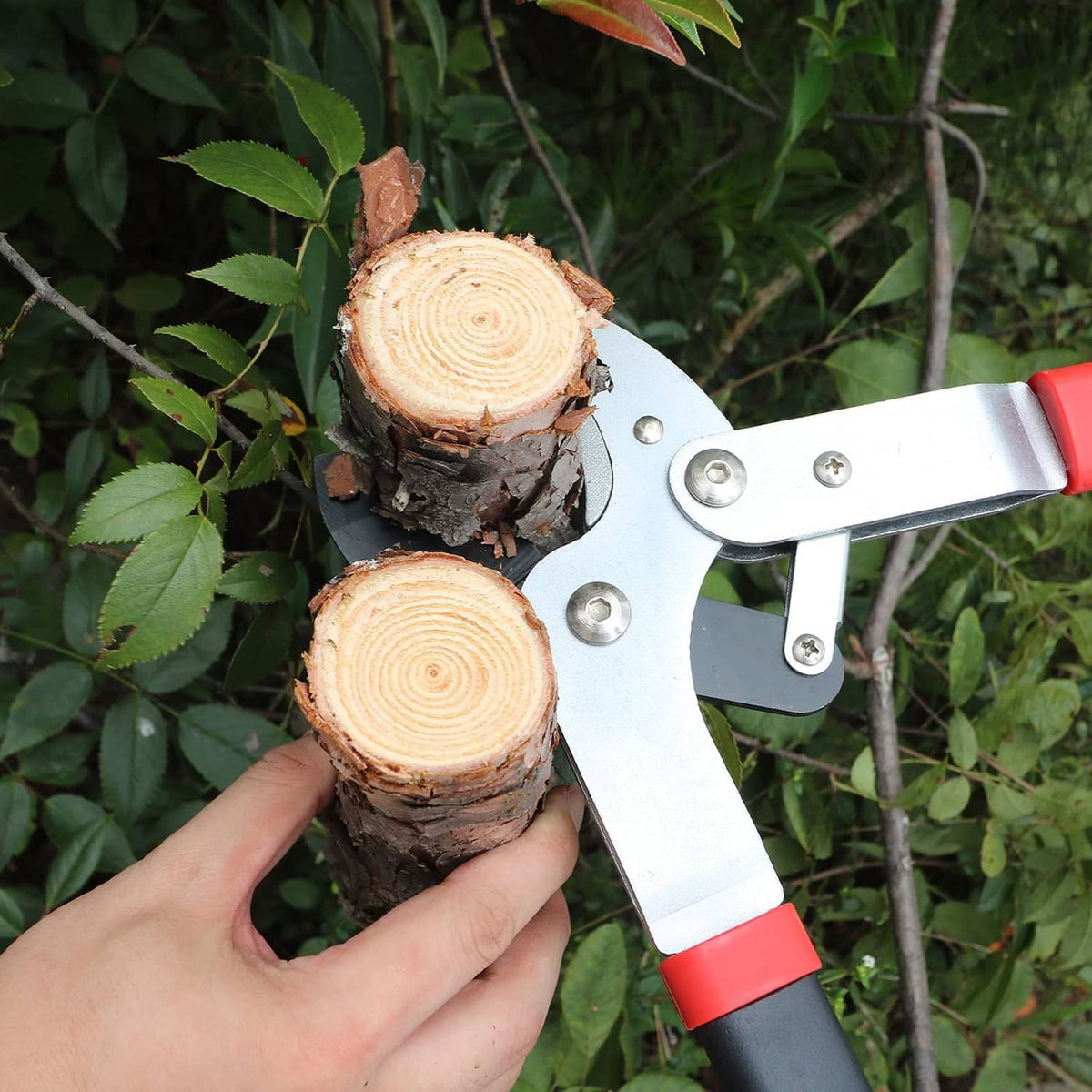Hand using anvil lopper to cut branches, silver blade and red handle grips visible