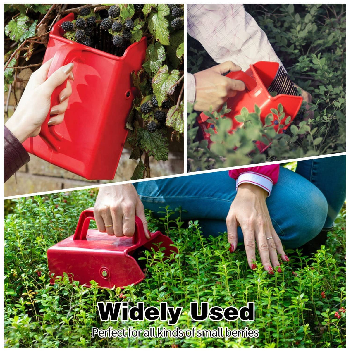Red berry picker held over berry plants, metallic comb visible