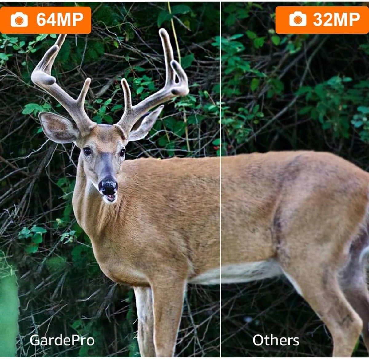 Camouflage trail camera with 64MP vs 32MP quality comparison beside deer