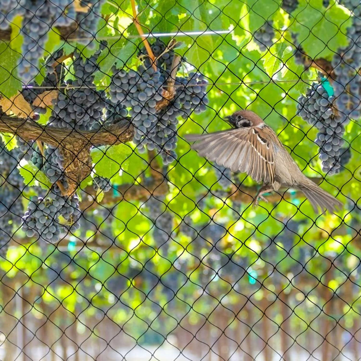 Black small-mesh netting over grape vines, with a bird and fruit clustered behind the grid