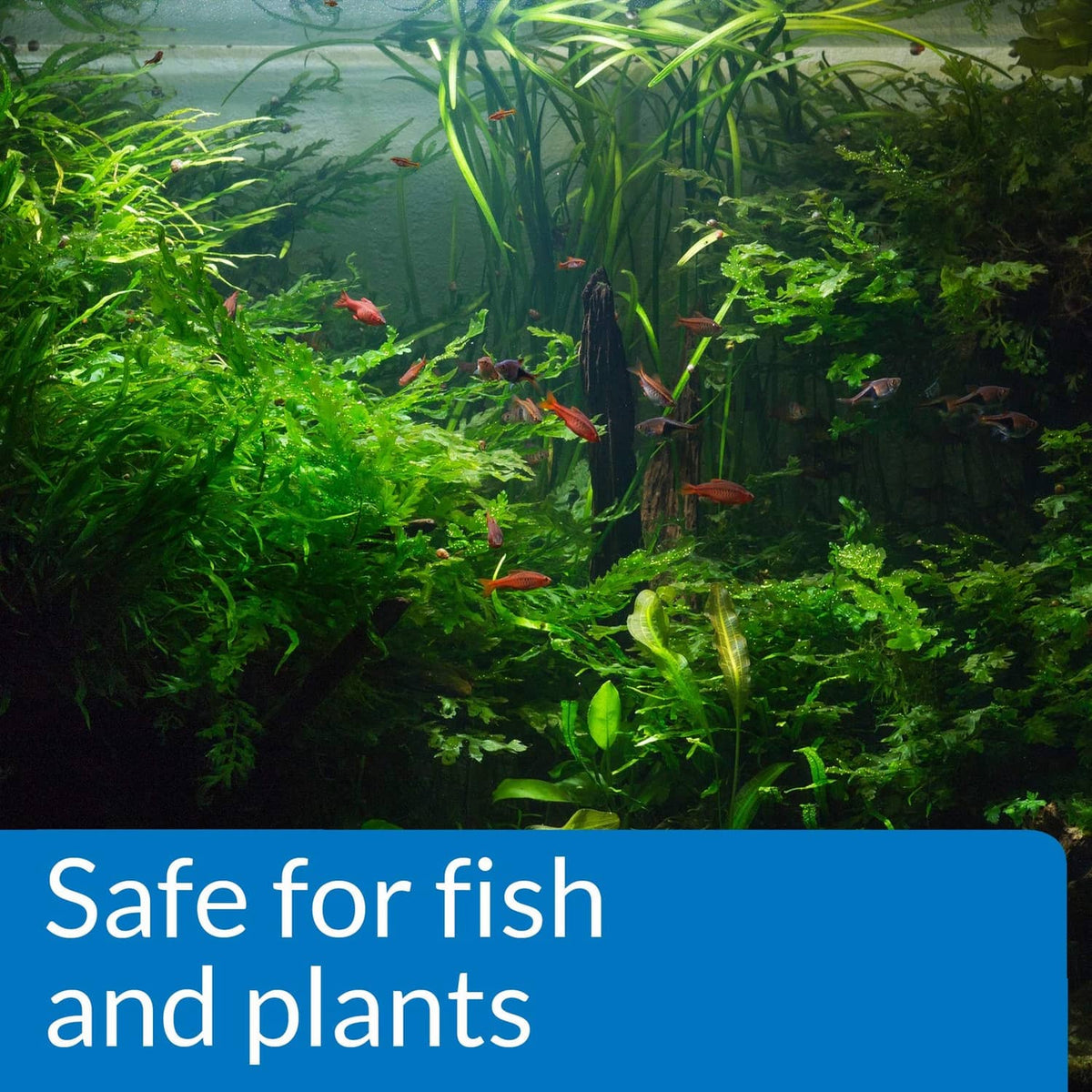 Freshwater aquarium with plants and blue API pH UP panel for safe use