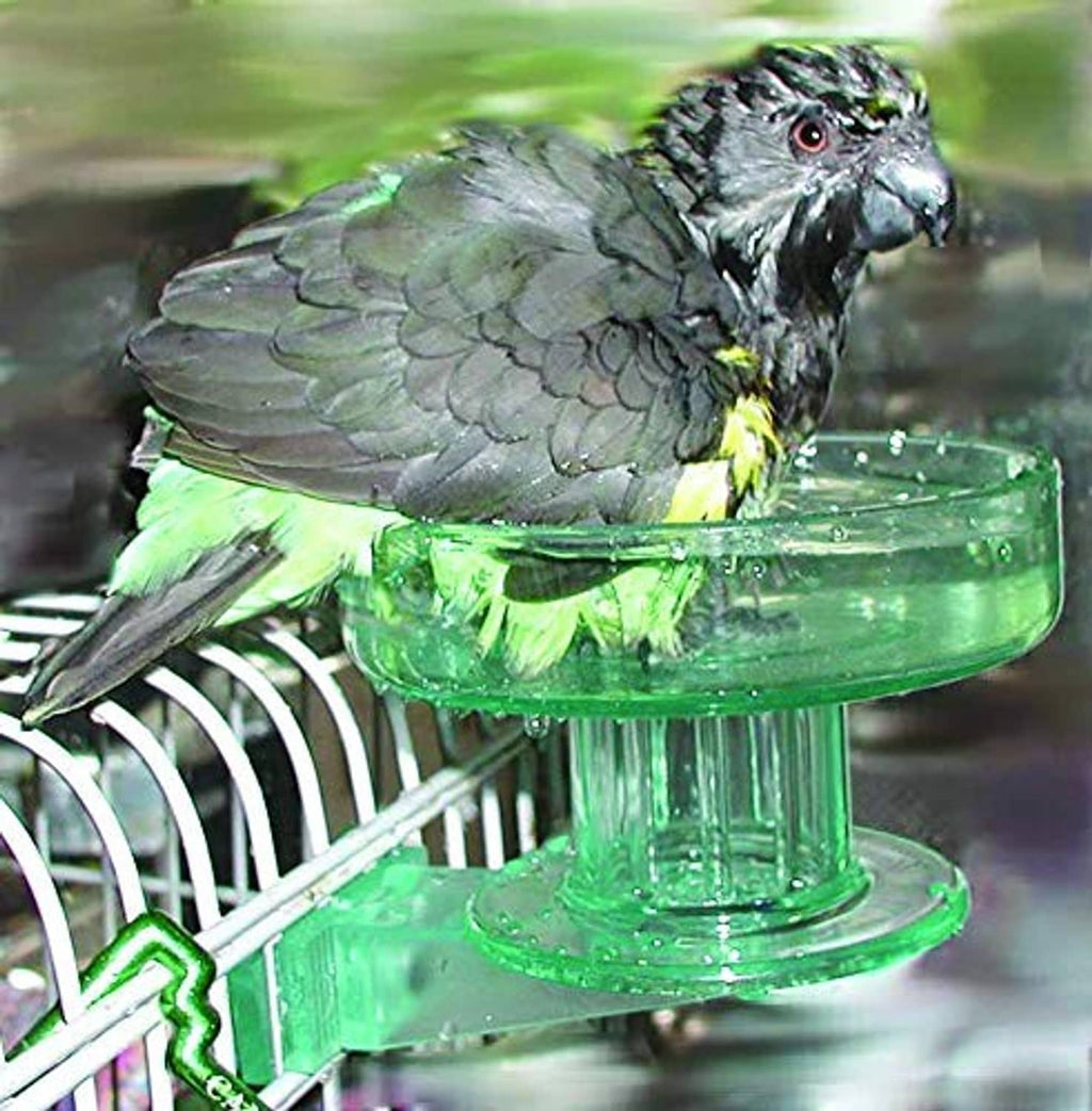 Parrot beside a turquoise bird bath bowl on a pedestal in a cage