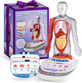 Kid anatomy learning human body model with clear torso, red organs, and base.