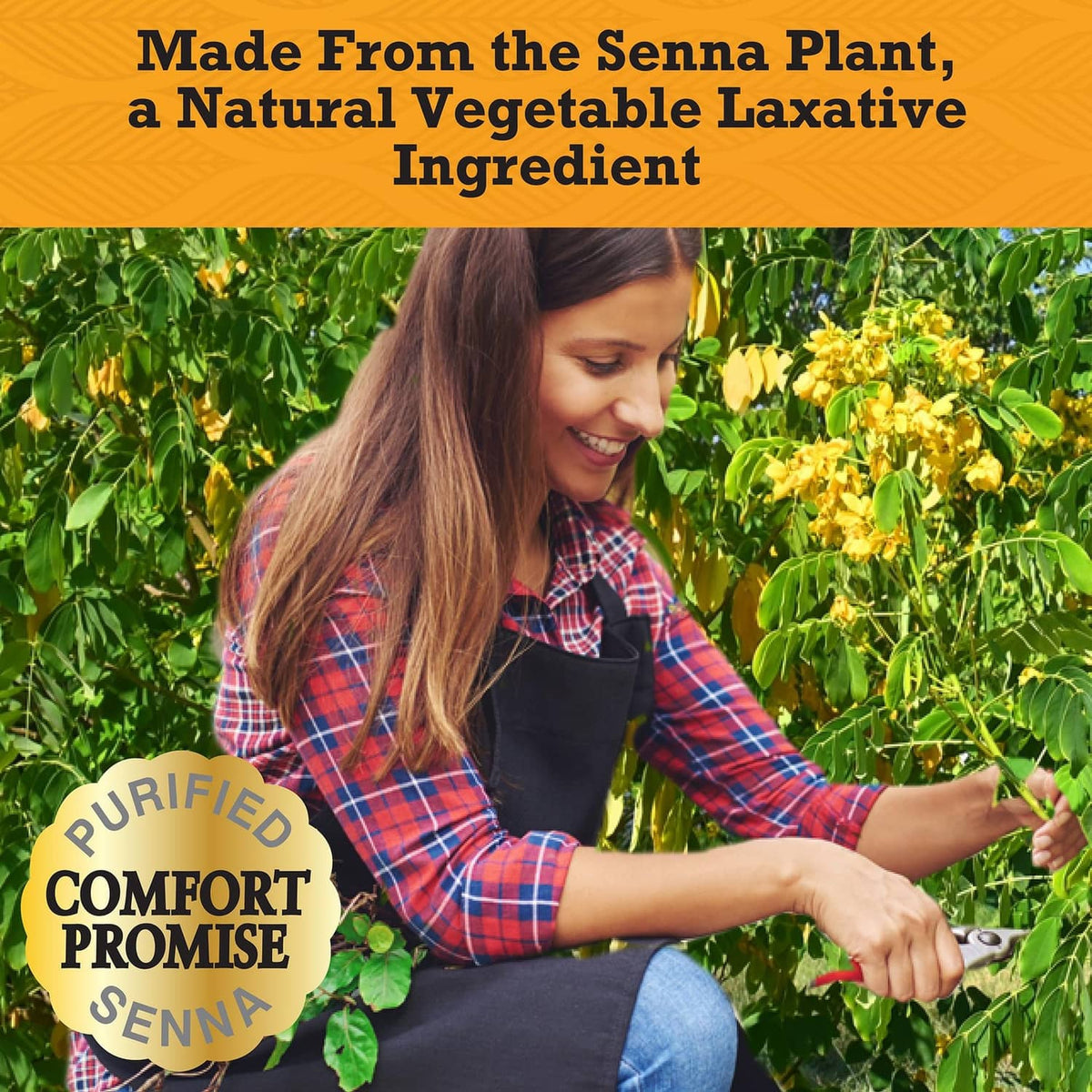 Woman picking senna plants in a garden, natural vegetable laxative ingredient