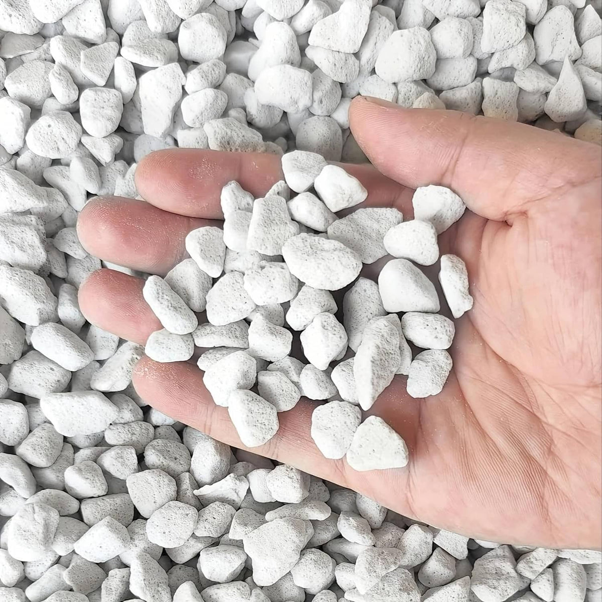 White chunky perlite stones held in an open hand, close-up texture
