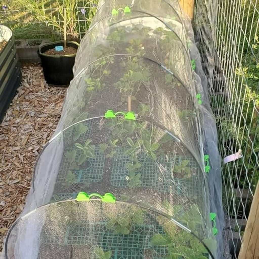 Garden grow tunnel over seedlings with black hoops and clear plastic cover