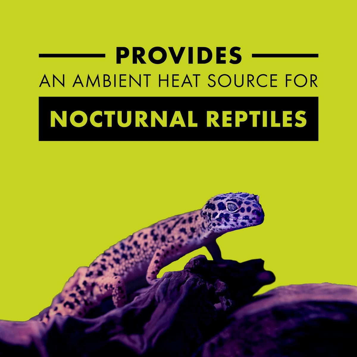 Promotional graphic for nocturnal reptile ambient heat source bulb