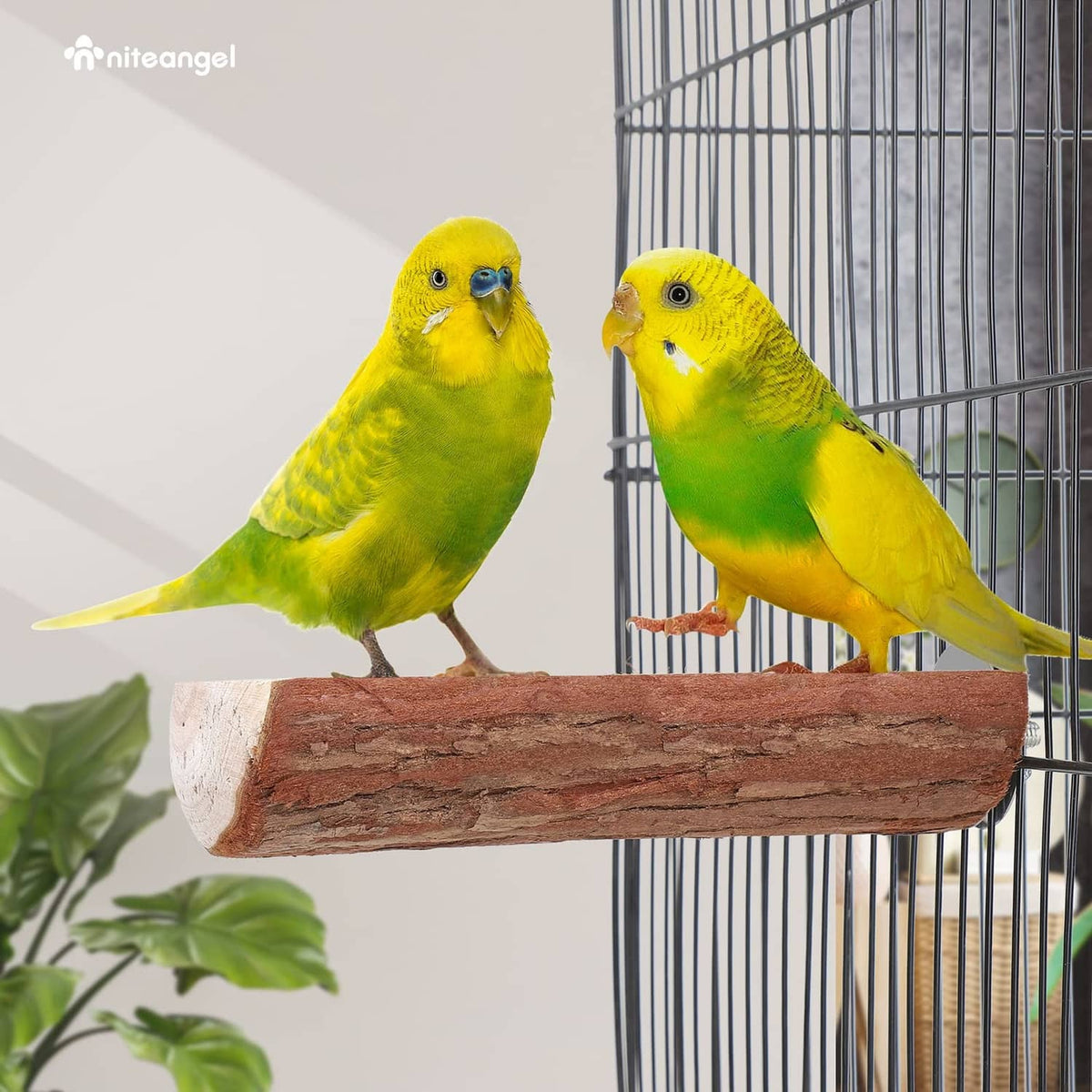 Wooden bird cage perch with two small parrots perched side by side