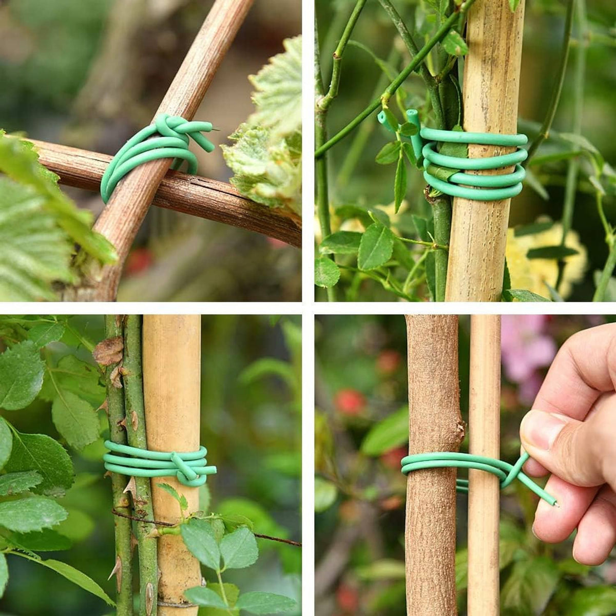 Green twist tie loops around a wooden stake to hold climbing stems