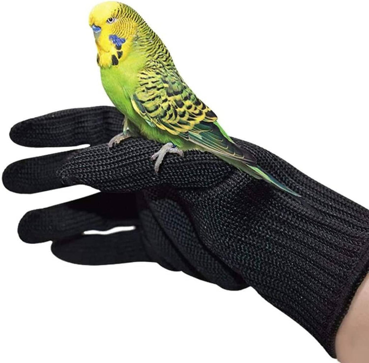 Black knit protective glove with a small yellow-green parakeet perched on fingertips