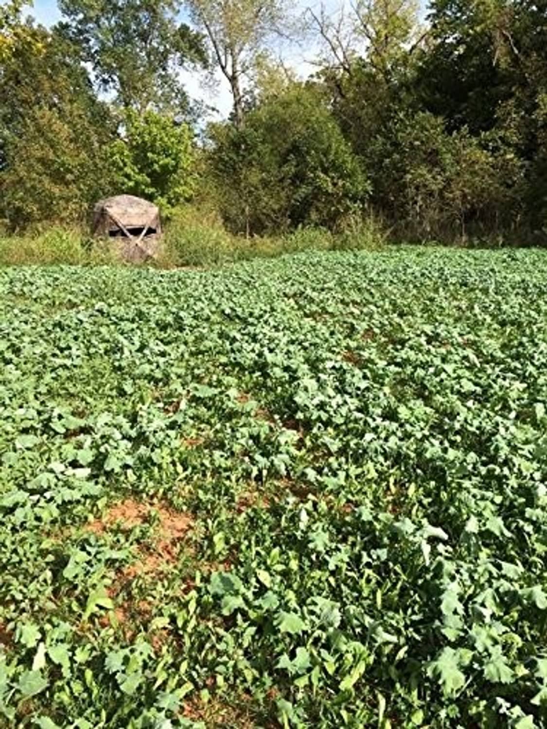 Dense green food plot with low leafy plants, rows across the field