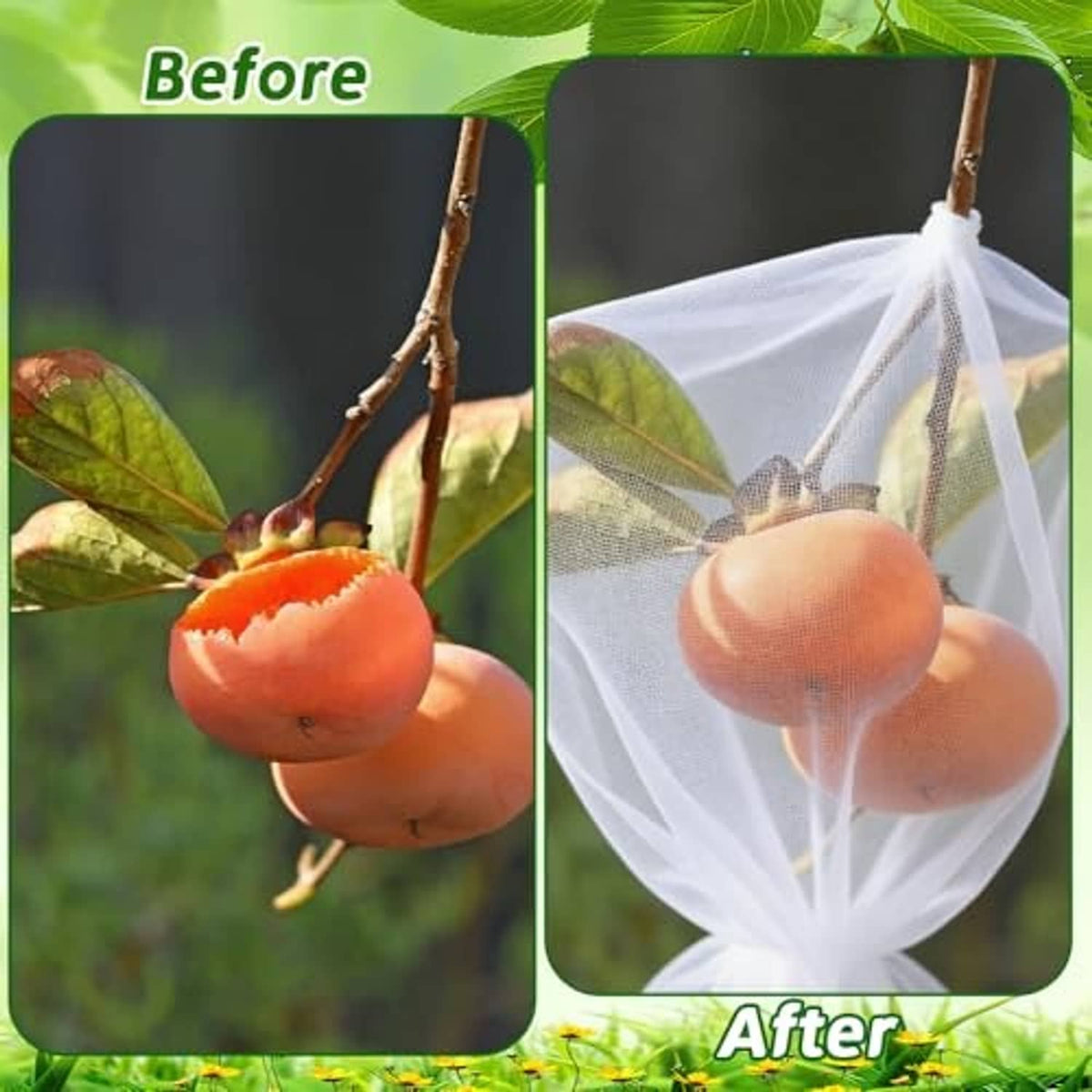 Pomegranate fruit shown with clear white drawstring netting cover over the branch