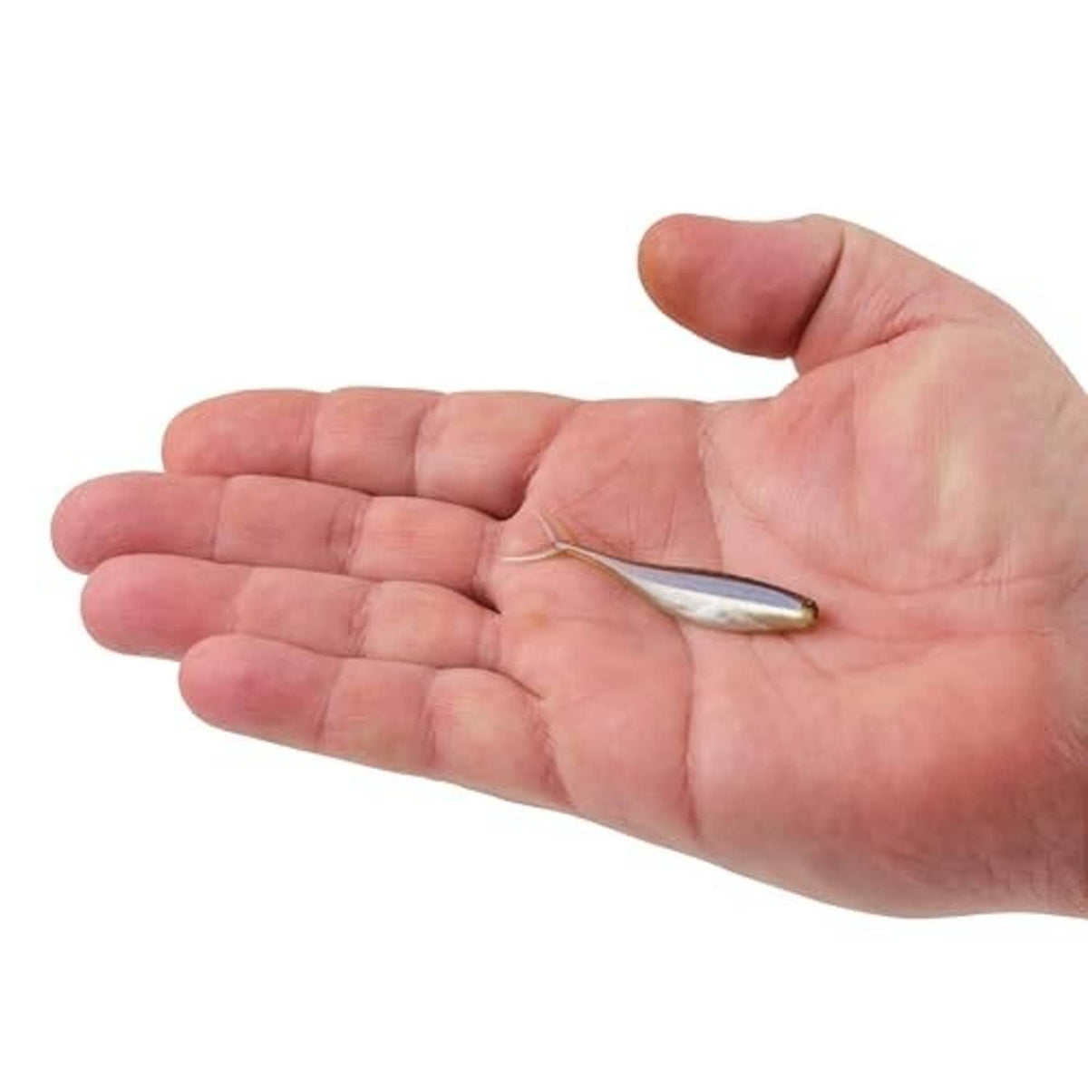 Soft plastic minnow swimbait in hand, silver back and pale belly