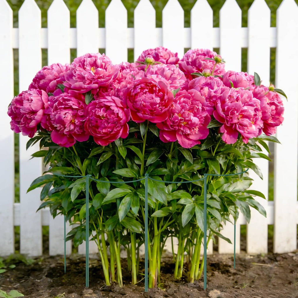 Green plant support stakes surrounding a bouquet of pink peonies