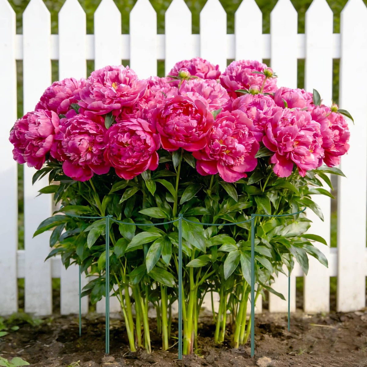 Green plant support stakes surrounding a bouquet of pink peonies