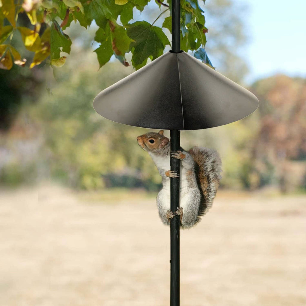 Black cone-style baffle on a feeder pole with small animal near the support