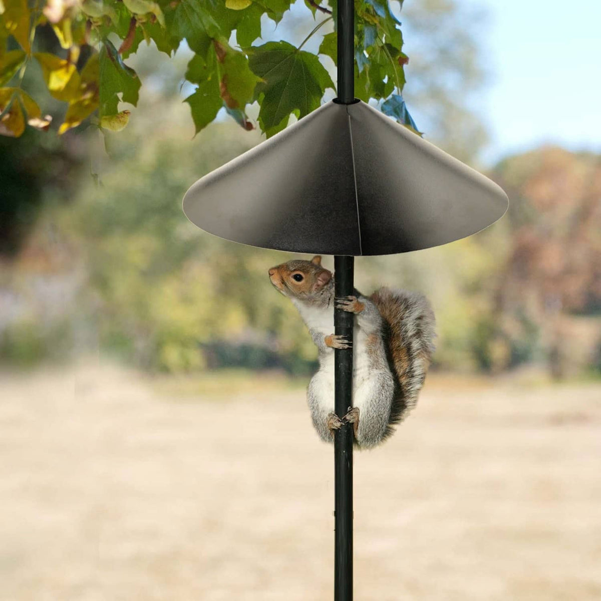 Black cone-style baffle on a feeder pole with small animal near the support