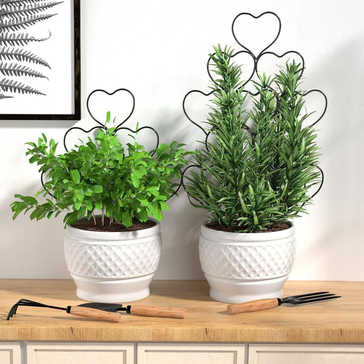 Black metal heart trellis in two white pots with rosemary and leafy plants