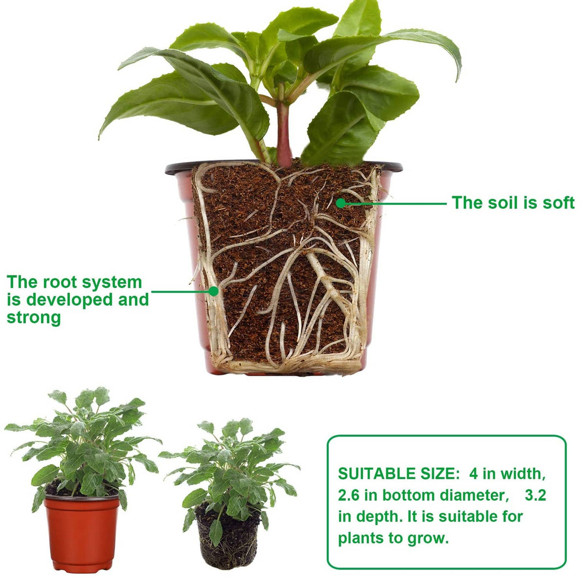 Red seed-starting pot with visible soil and roots around a small sprout