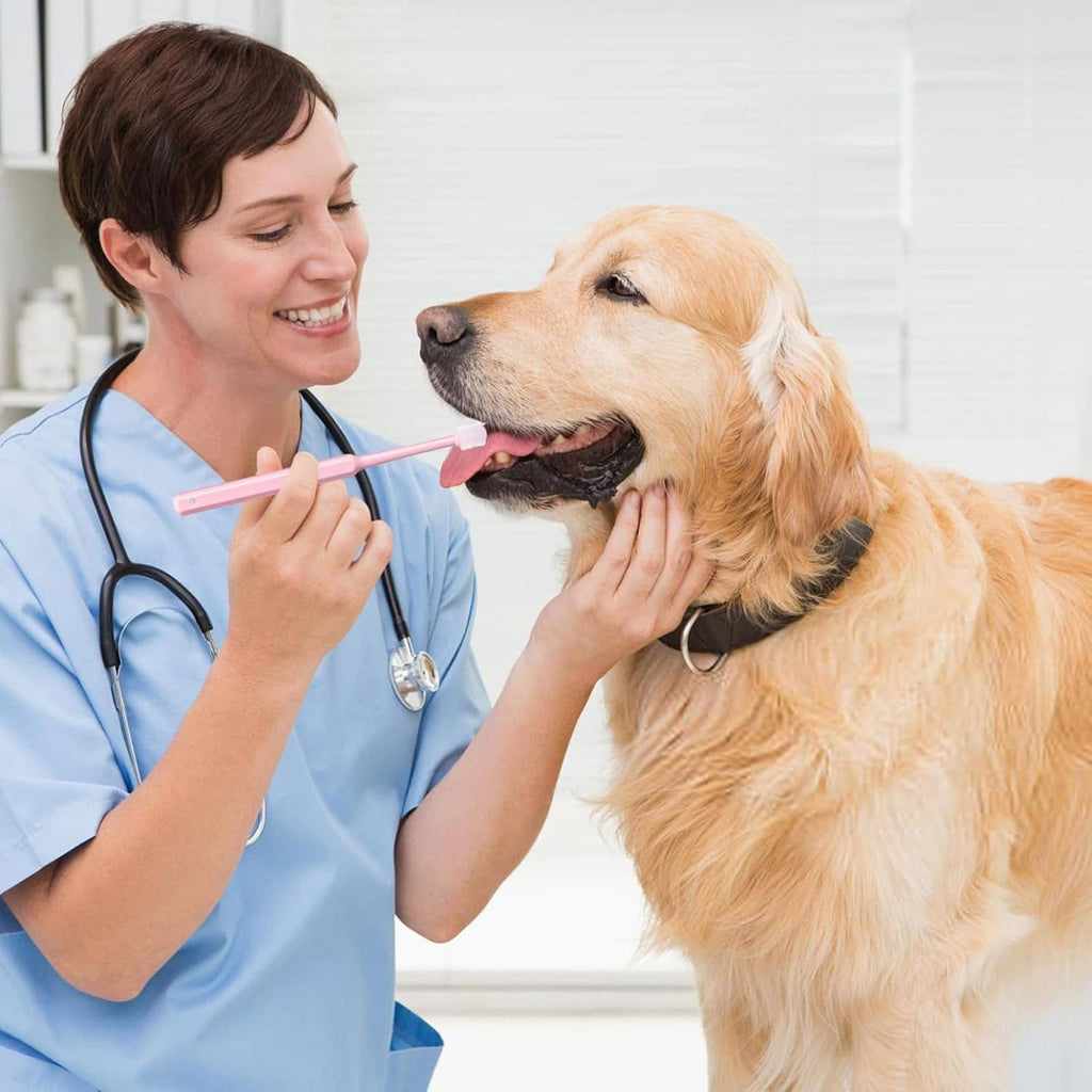 Pink pet silicone toothbrush used by a veterinarian on a dog’s teeth