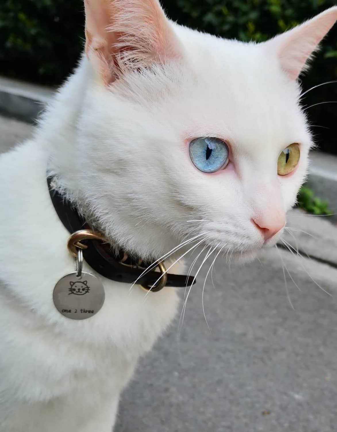Stainless steel split key ring attaching a mini dog tag to a pet collar
