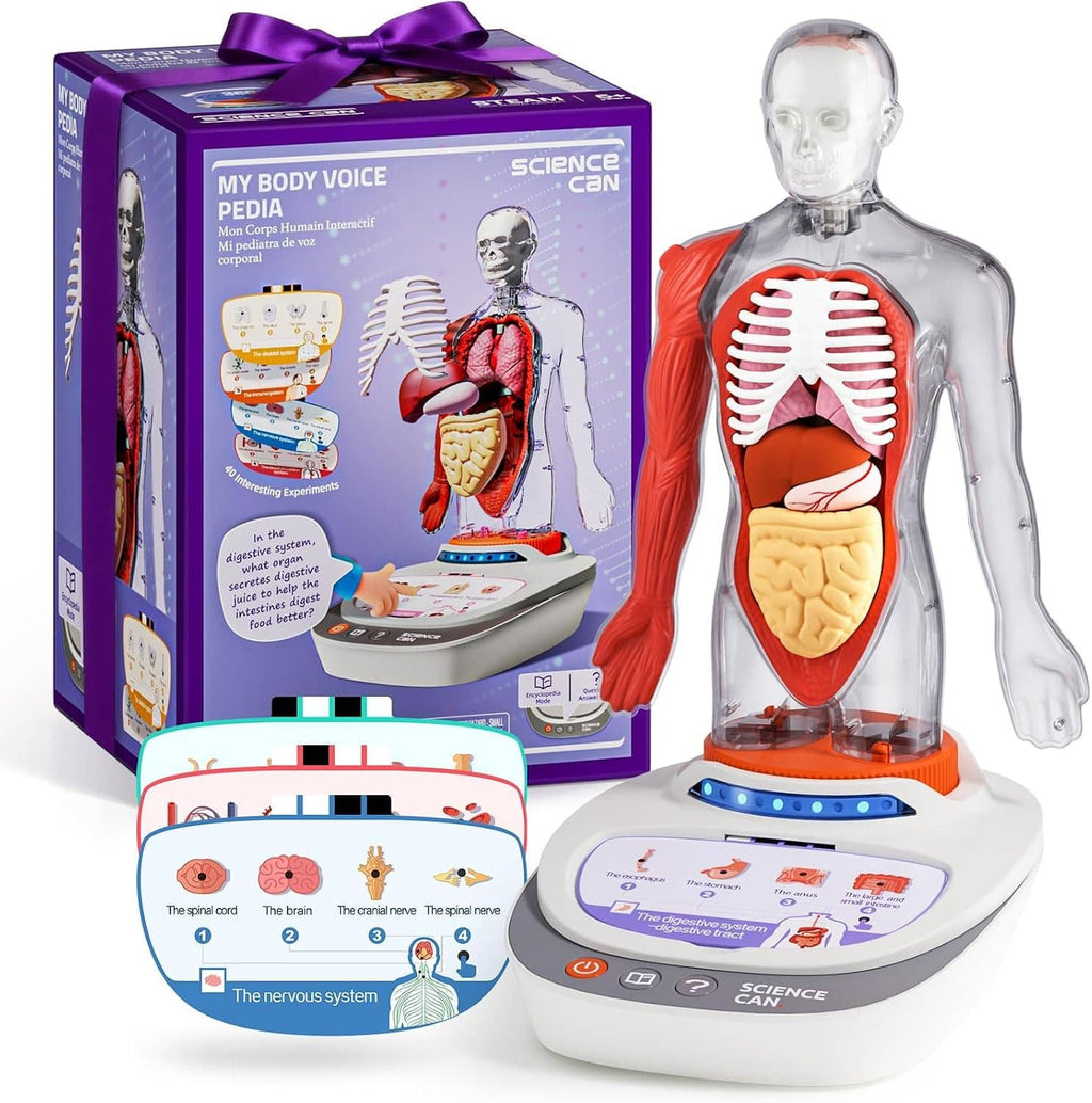 Kids interactive human anatomy model with visible organs and torso on display base