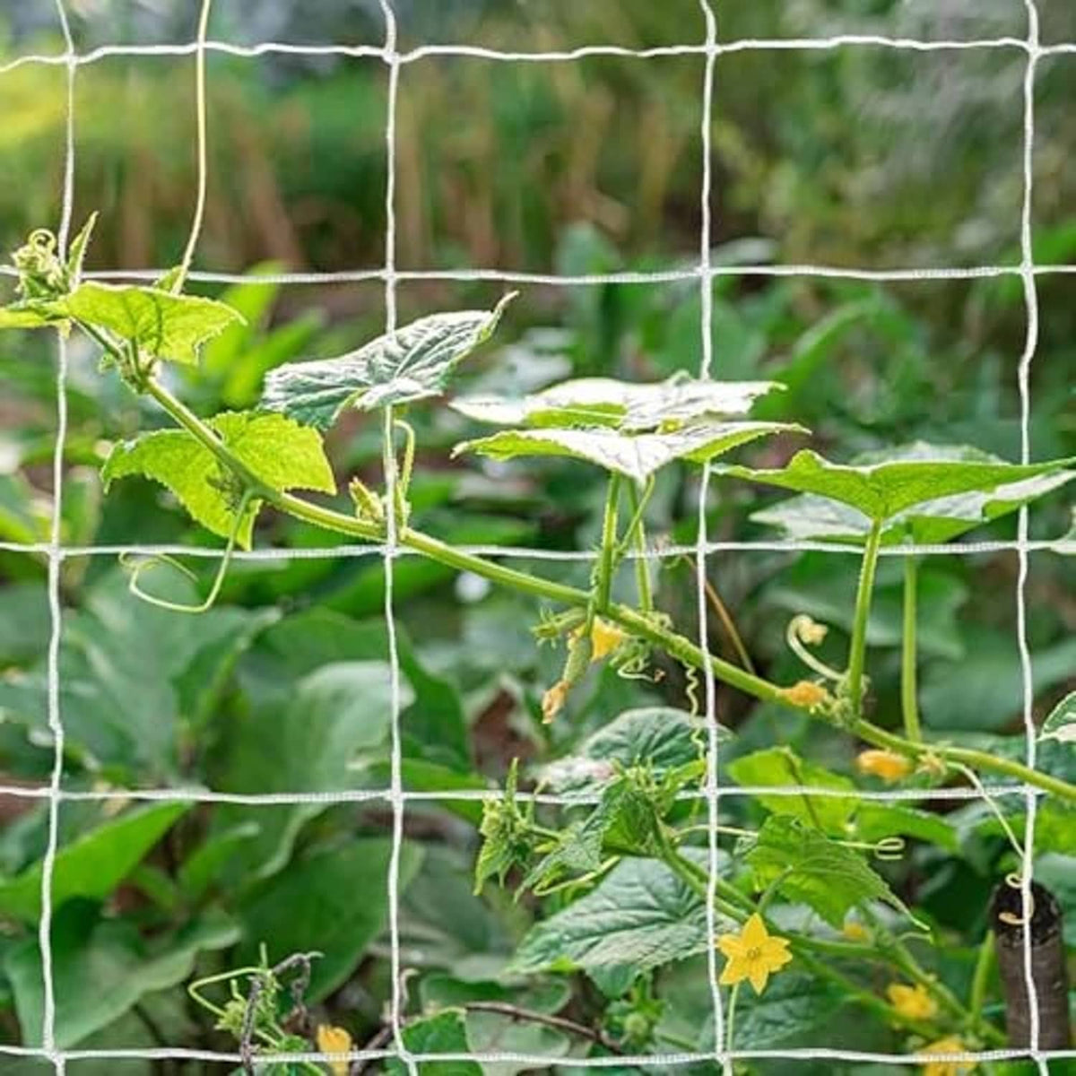 White trellis netting panel stretched across garden plants with a square grid