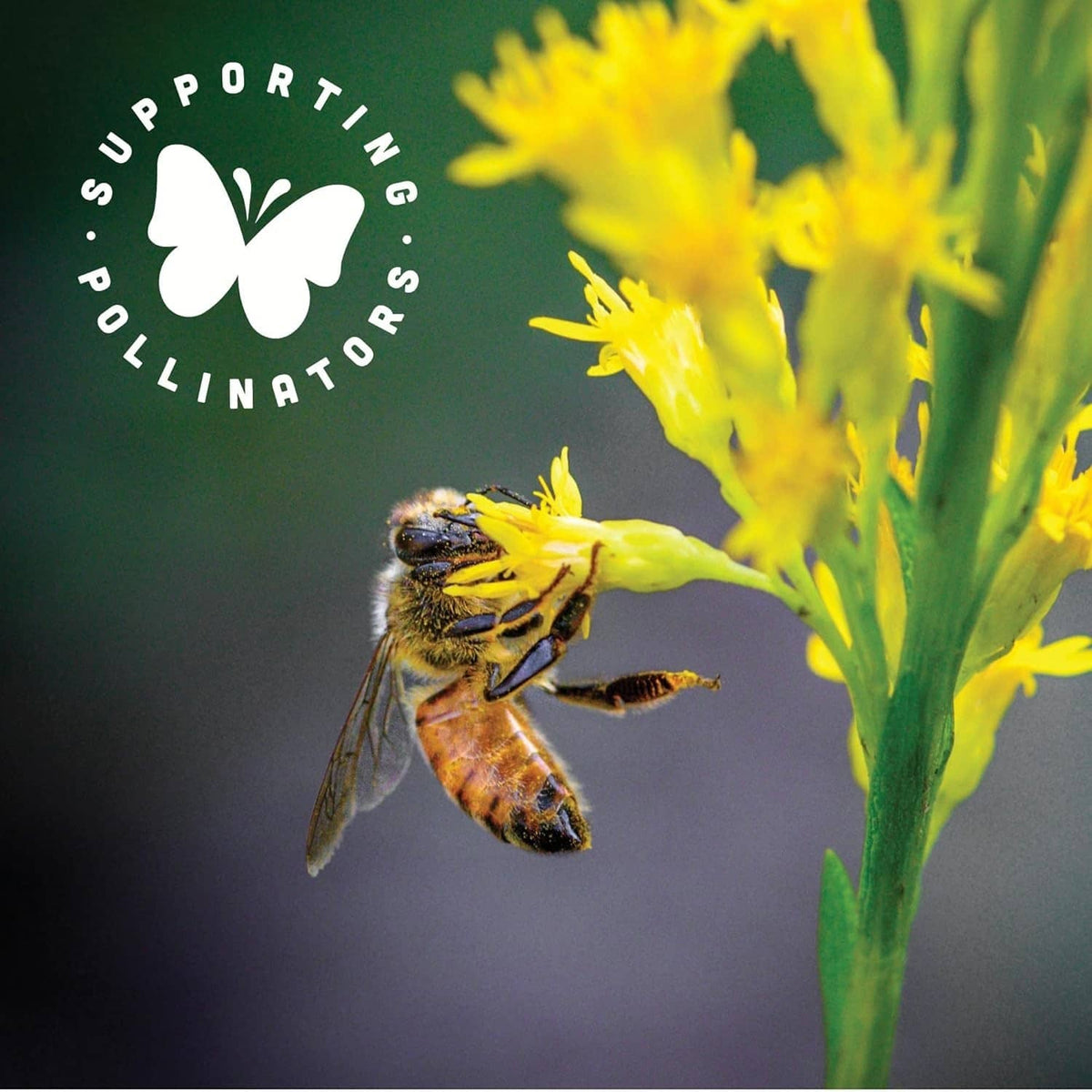 Support pollinators graphic with a bee near yellow flowers