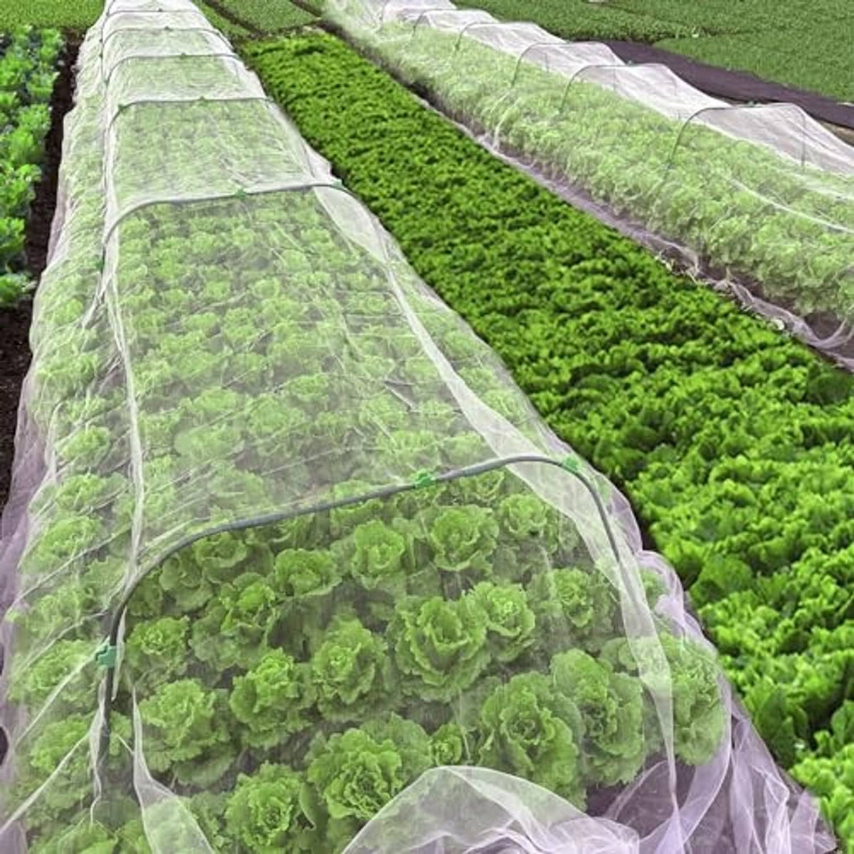 White garden insect netting tunnels spanning multiple green plant beds